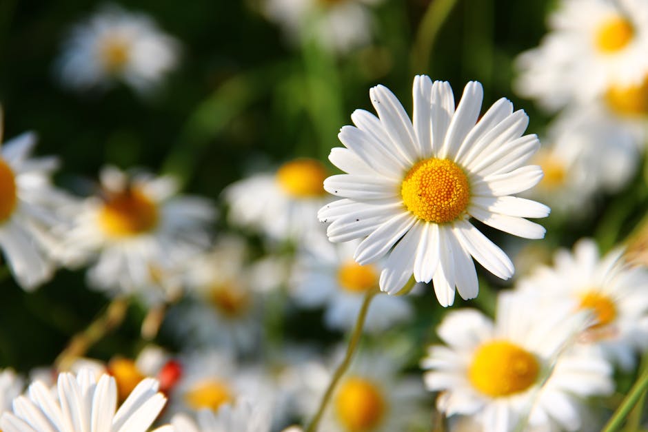 Vivid close-up of white daisies in the sun, showcasing natural beauty and spring vibe.